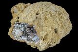 Unique, Agatized Fossil Coral Geode - Florida #188145-3